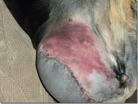 Wound healing in Animals